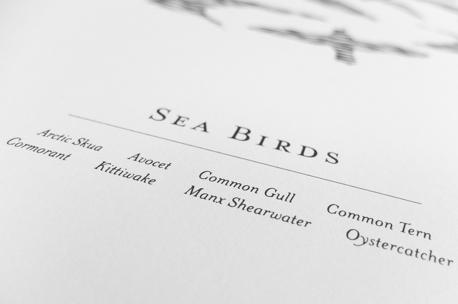 Seabirds_Screenprint1_Detail3_Field-Workshop_www.fieldworkshop.co.uk.jpg
