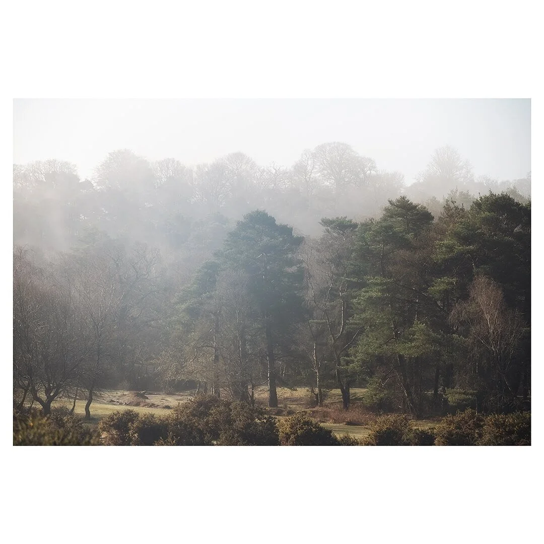 The New Forest looking rather Pastoral this morning.
.
.
.
#woodland #mist #pastoral #woodlandphotography #landscape #treesofinstagram #newforest #hampshire