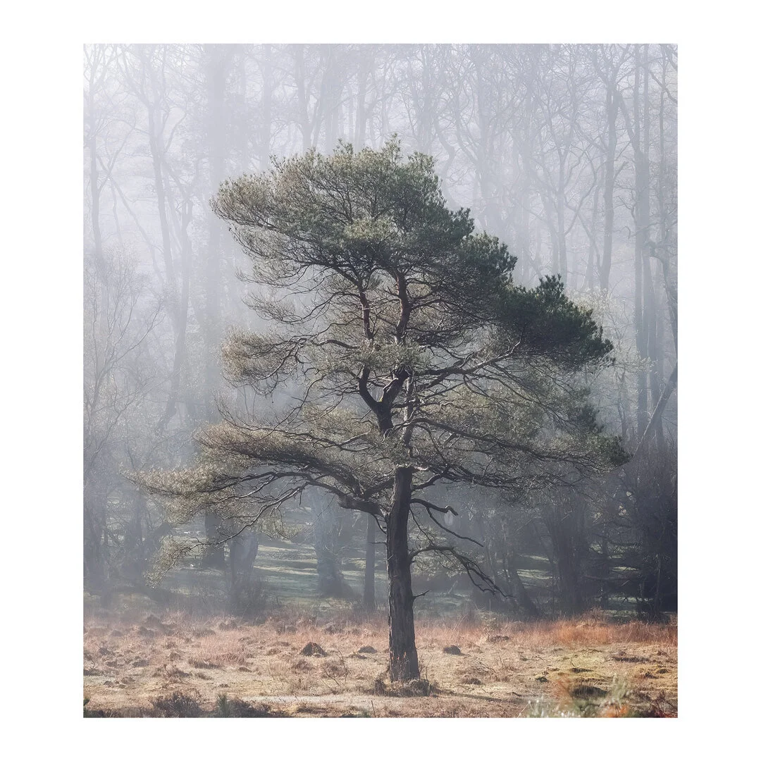 Some lovely light and unexpected mist yesterday morning.
.
.
.
#woodland #mist #pastoral #woodlandphotography #landscape #treesofinstagram #newforest #hampshire