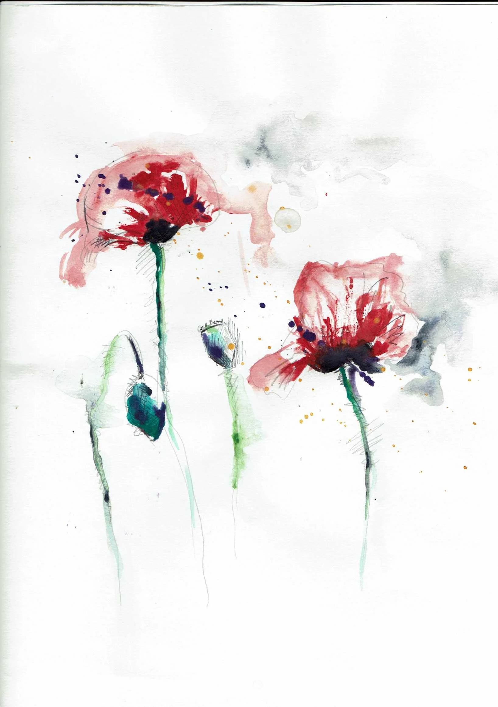 Poppies