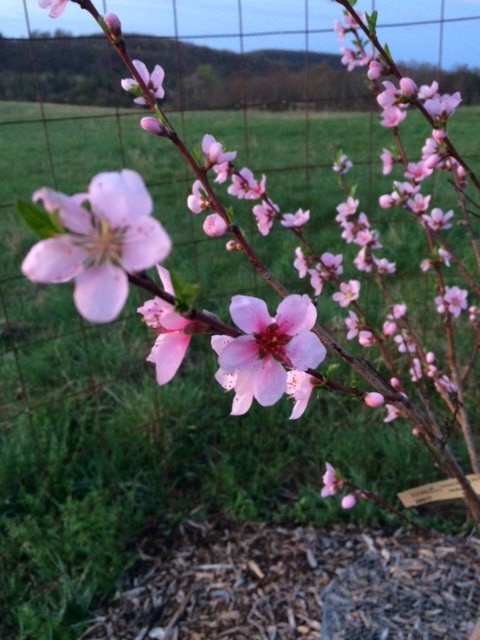 spring3.jpg