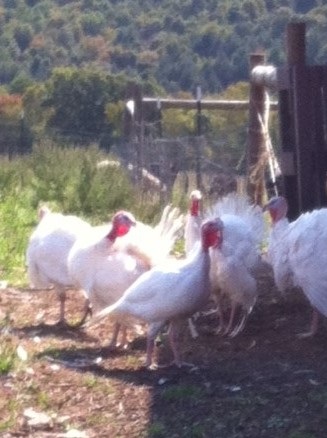 Turkeys.jpg