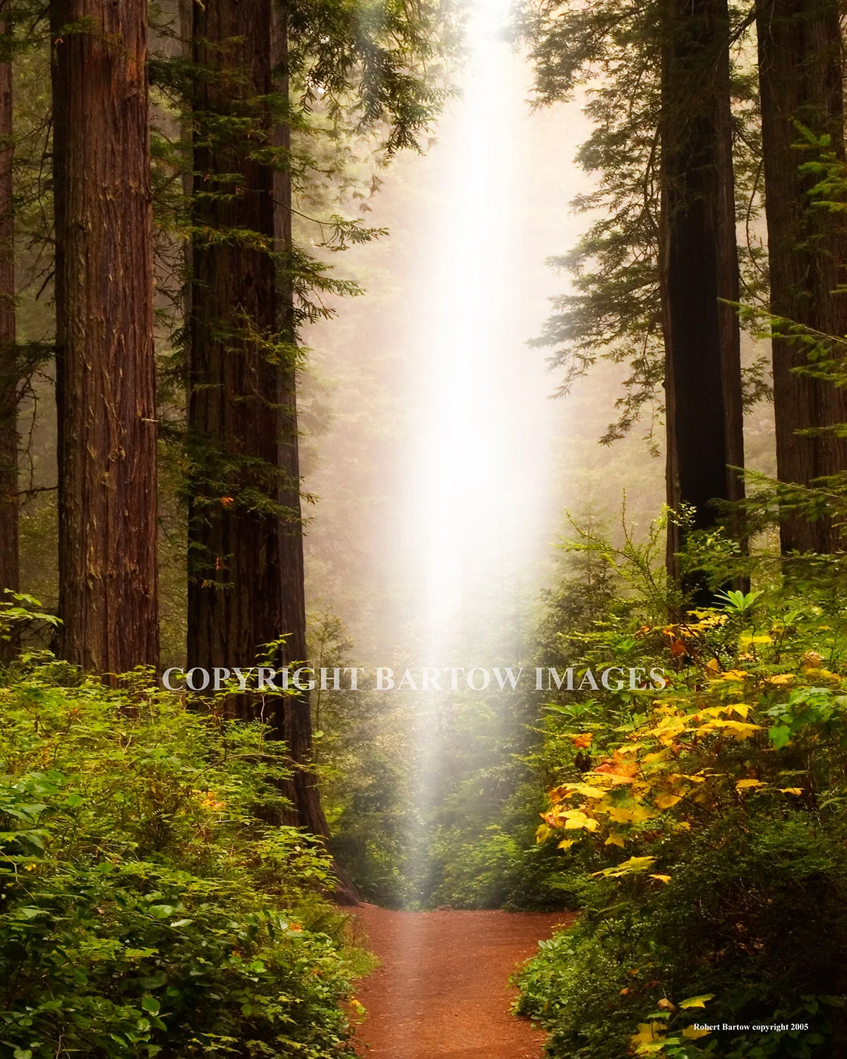 Light-My-Path.jpg