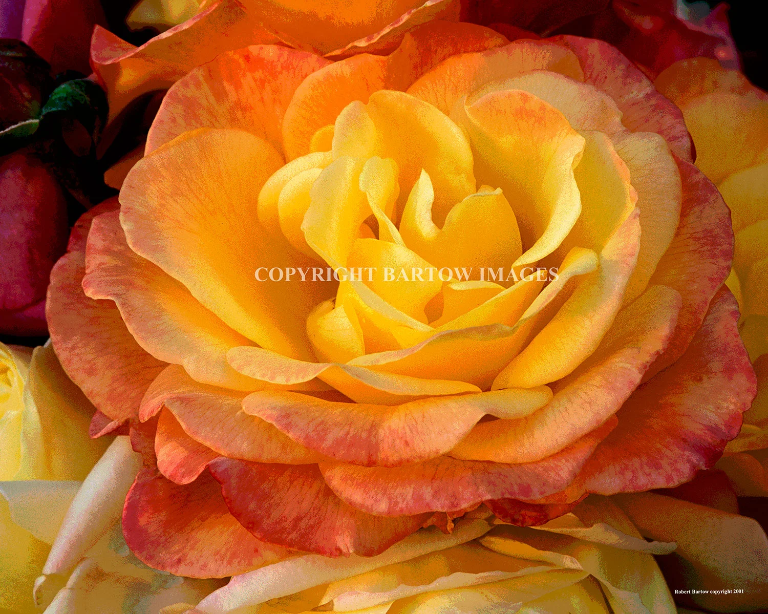 Fragrance Greeting Cards sets of 3