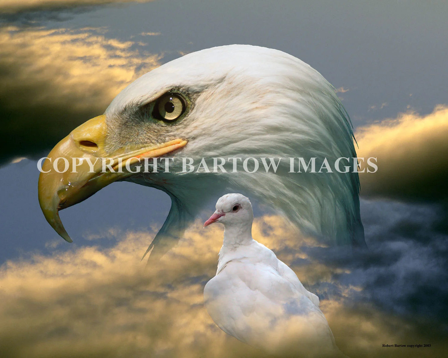 Eagle-and-Dove.jpg