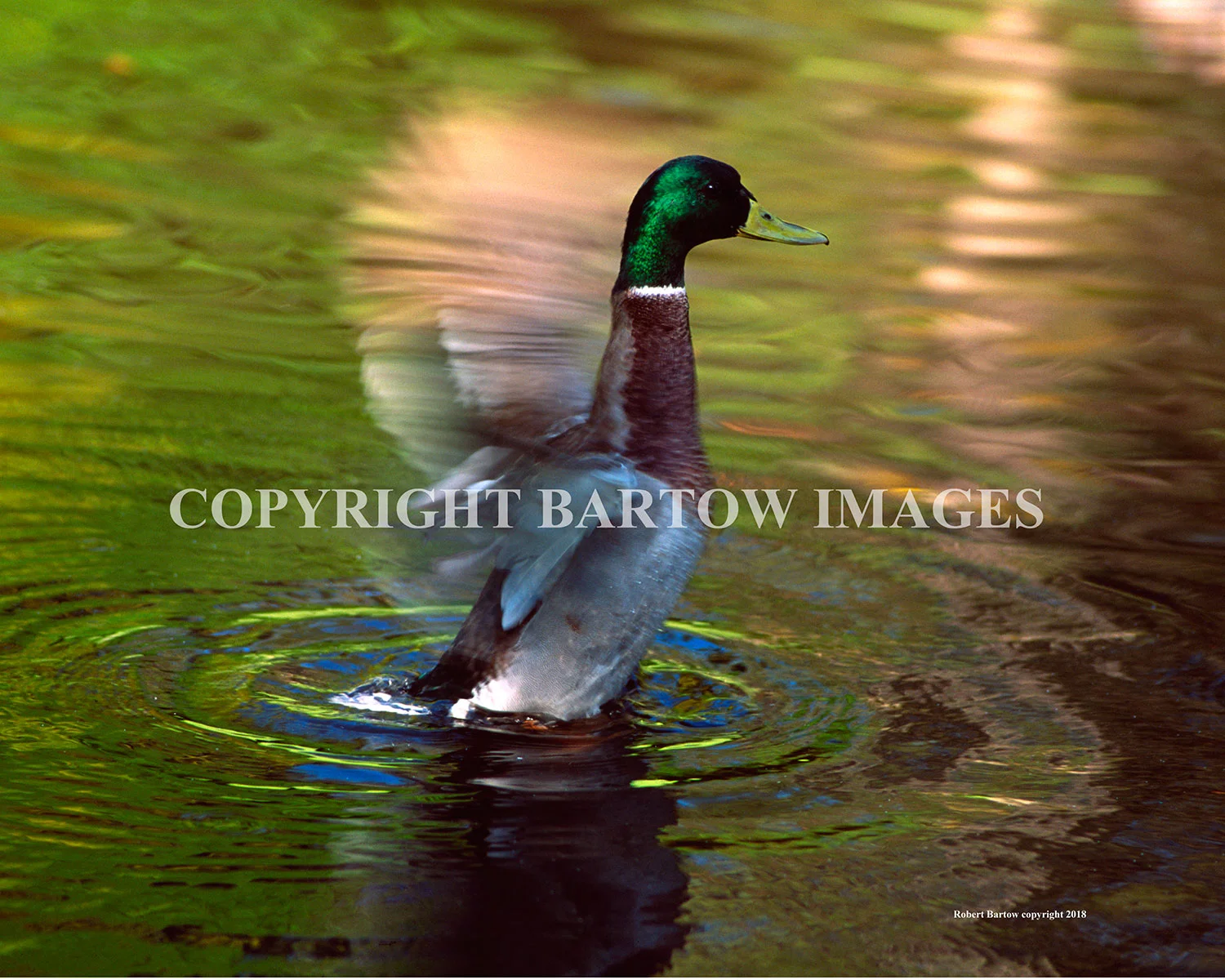 Mallard in Motion