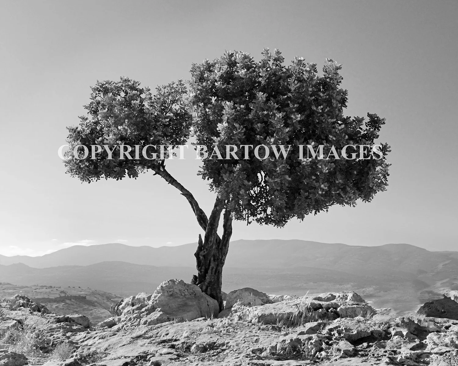 Lone Tree
