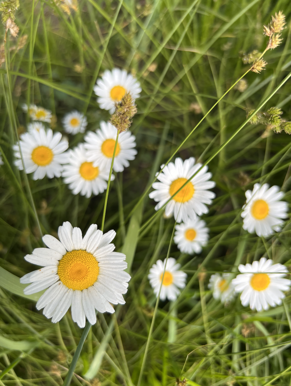 Screen Shot 2022-07-20 at 11.55.40 AM.png