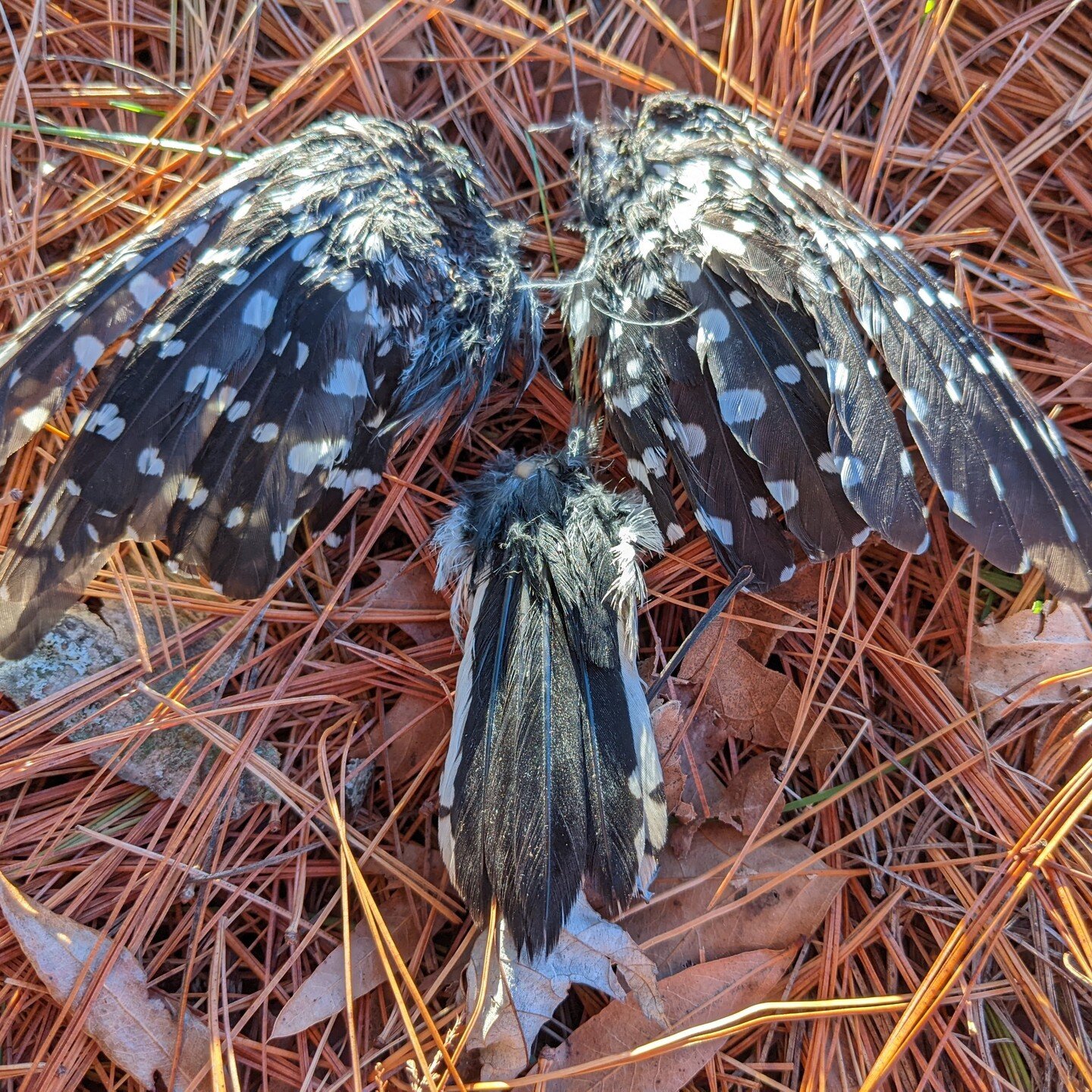 MESSENGER
&quot;Over here! I found more pine cones over here, Mom!&quot; It was eerily warm on Christmas Eve eve in Kentucky. My children and I explored the property where I grew up, where my parents still live, on the rural outskirts of Louisville. 