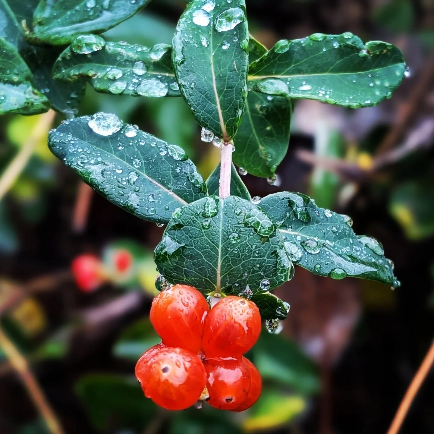 🫐🌿💧✨❤️&zwj;🔥 What distracts you from The Joy?

When busy-ness hardens you,
when you can't find a chance to giggle,
when you turn away from your own light,
when you stomp the softest extensions of grace,
when your bones have forgotten their stardu