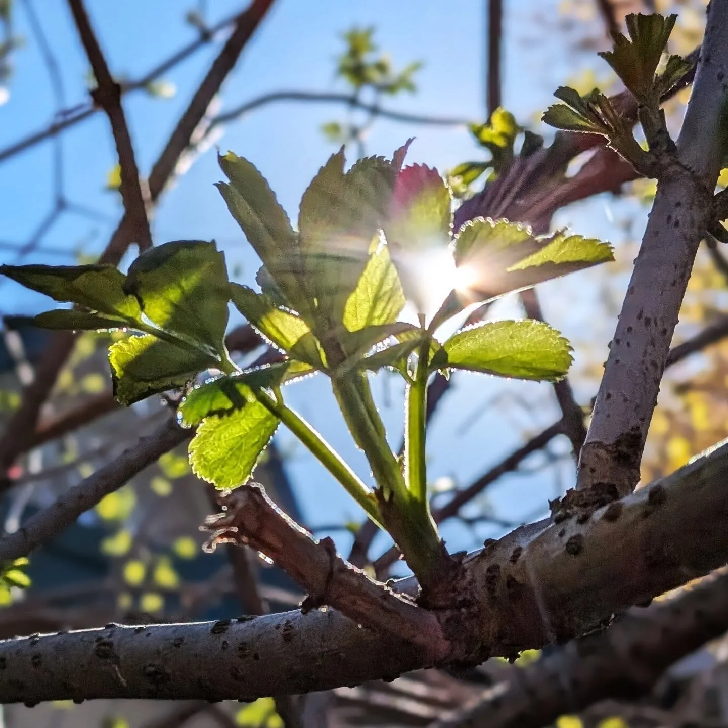 I traced the labyrinth to the cadence of coffee shop music. A man I've only met three times guides his hands over mine in support. This version of me feels total immersion in the practice, delight at the odd sight for onlookers, and joy that I've fou