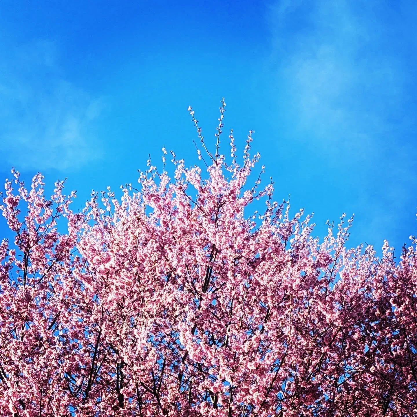 Protection Spell-Prayer✨🏳️&zwj;⚧️

Trans is ancient, alchemical, authentic.

Trans is beautiful, broad, bright.

Trans is creative, common, cogent.

Trans is delightful, daring, divine.

Trans is evanescent, efficacious, enchanting.

Trans is fabulo