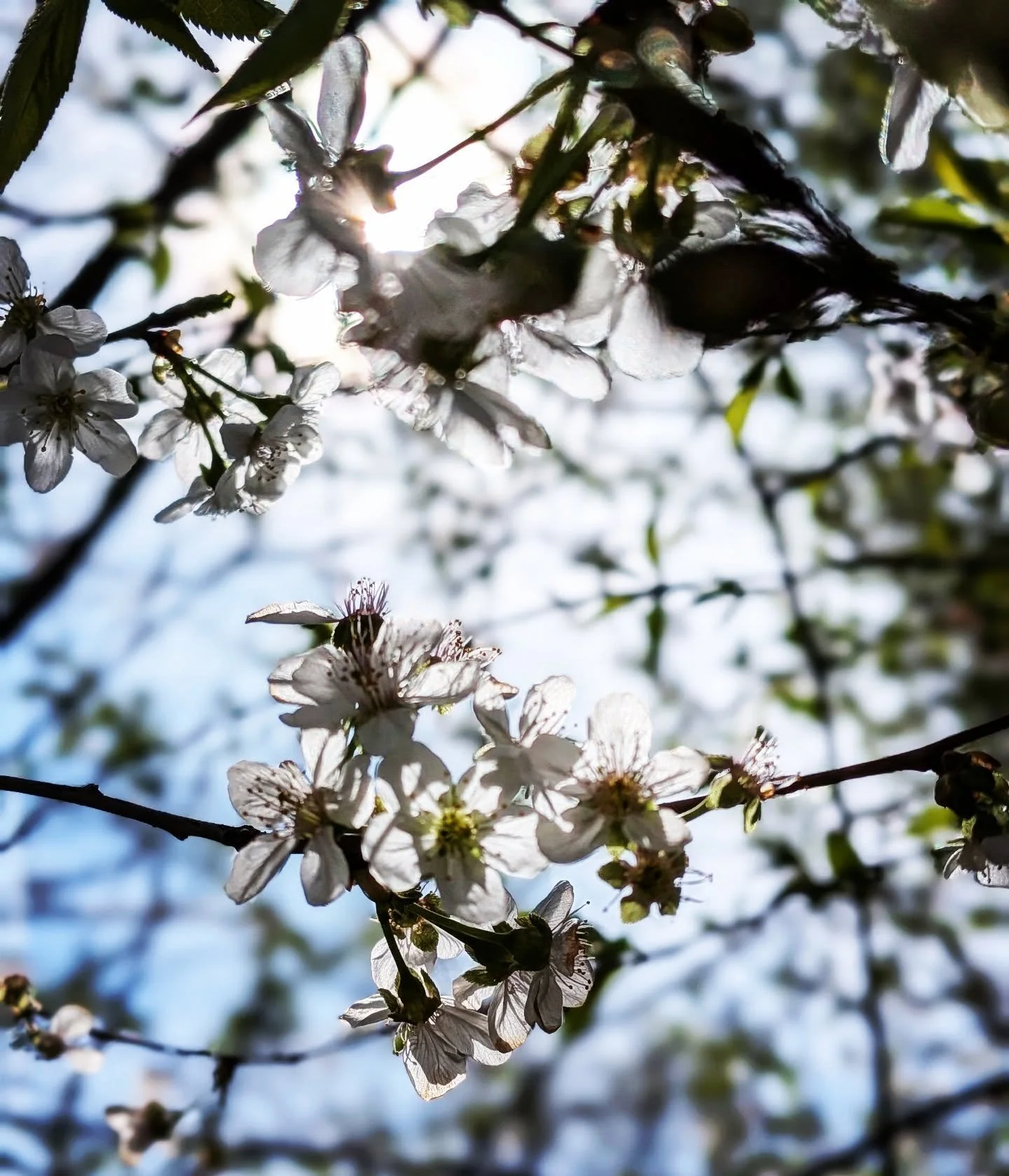 "Preserving our sovereignty in a culture hell-bent on profiteering our attention involves far more than just getting offline. That certainly helps. But further, engaging our capacities for clear and undivided awareness will help us expend our en