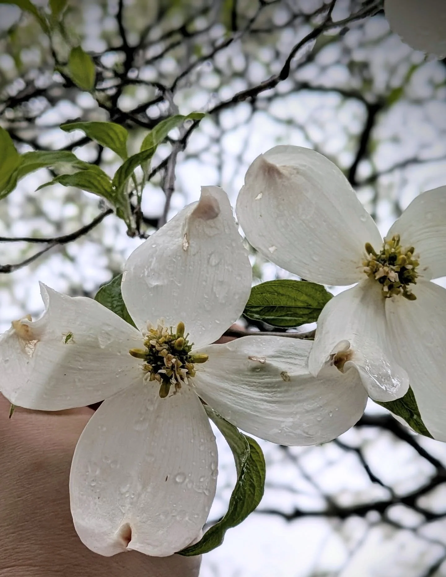🌸💠🌸
EASTER VIGIL
Quiet rain carries tradition's memory: 
triduum cadence, hushed dark rooms,
lighted candles melting hours -
passion stories told with hallowed awe
toward long-promised salvation.
Tonight, I find ritual remembrance 
in puddle-bowls