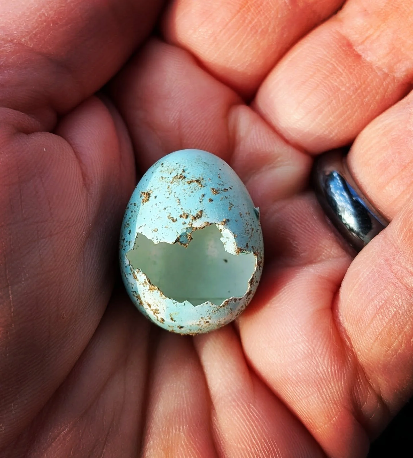 🥚☄️🪽🌿☀️
When I soften enough, unfurl a wing 
And soar up high above everything
I sense the ease that flight can bring 
Where trust has set my soul to sing
As Spirit guides each flip and fling 
In chaos dance that makes me swing
Creative flow I'm c