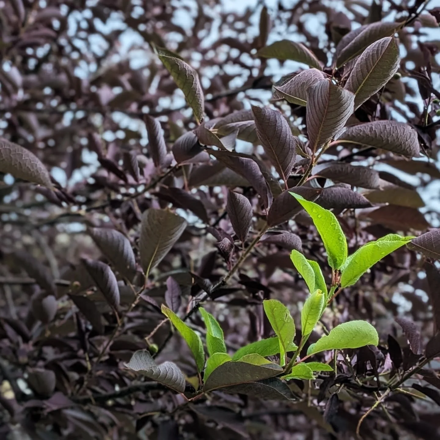 Each act feels small and insignificant, but every subtle shift changes evolution's direction for all time.

Each of us is in a TREE(3)*-way tie with All Else in the cosmos to enact destiny.

But the influence isn't linear, quantifiable, or competitiv