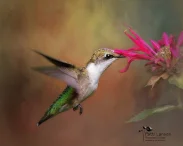 26a9299_larson_hovering-hummingbird.jpg