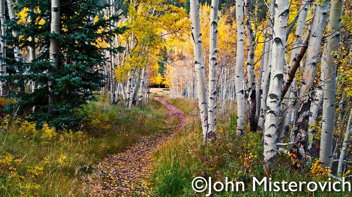 Through the Aspens_Misterovich.jpg