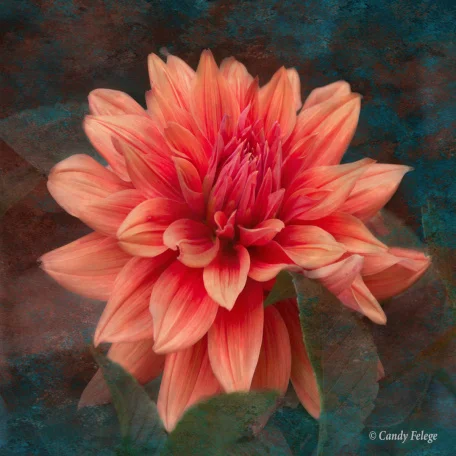 candy_peach-dahlia.JPG