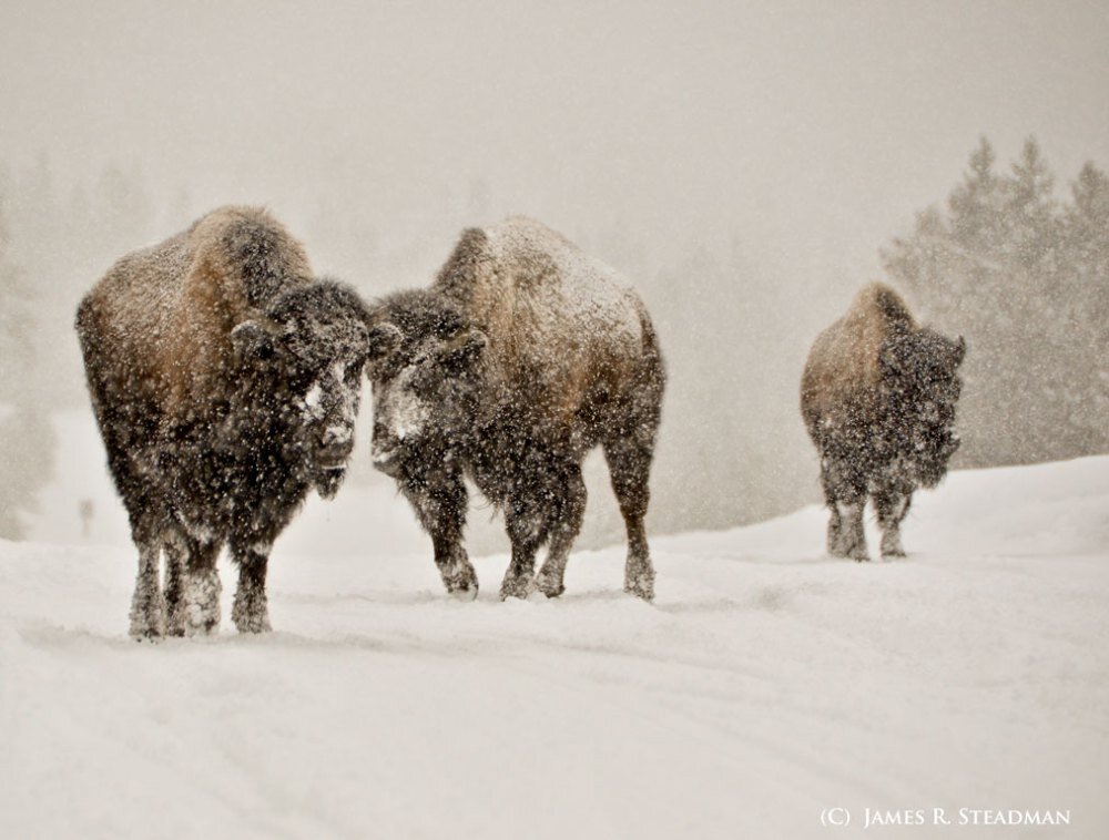 "Bison in the Snow" by Jim Steadman