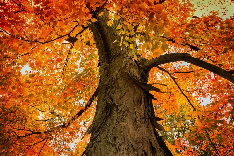 Larson_Giving Tree.JPG