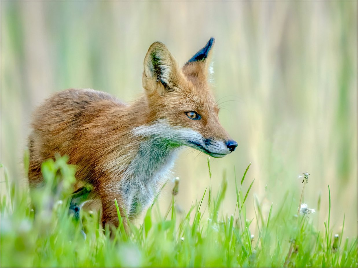 "Red Fox at Sunset" by Darla Graff