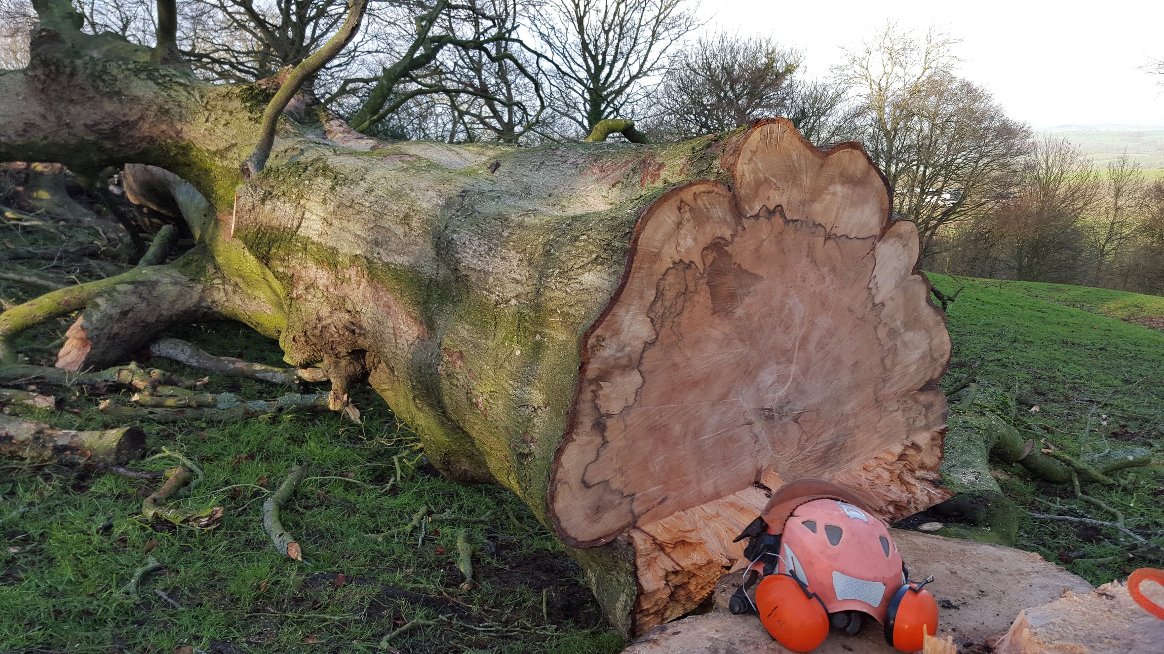Sadly our favourite tree, a 378 year old beech died back in 2014