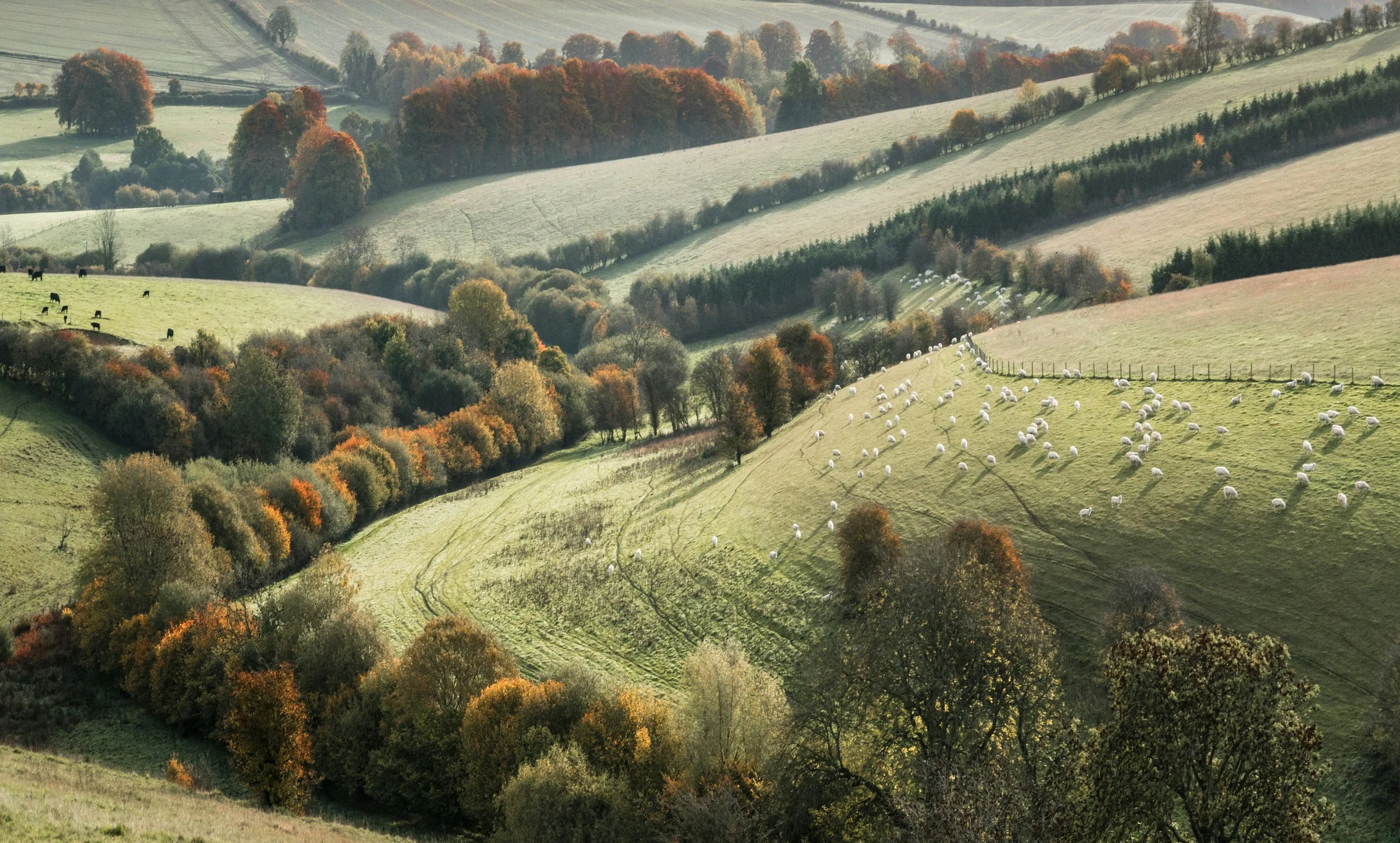 Rolling hills with patchwork of green fields, trees, and grazing animals, including sheep and cows, in a rural landscape during fall.