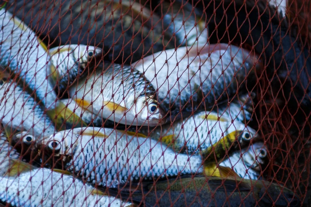 1_fishing.jpeg