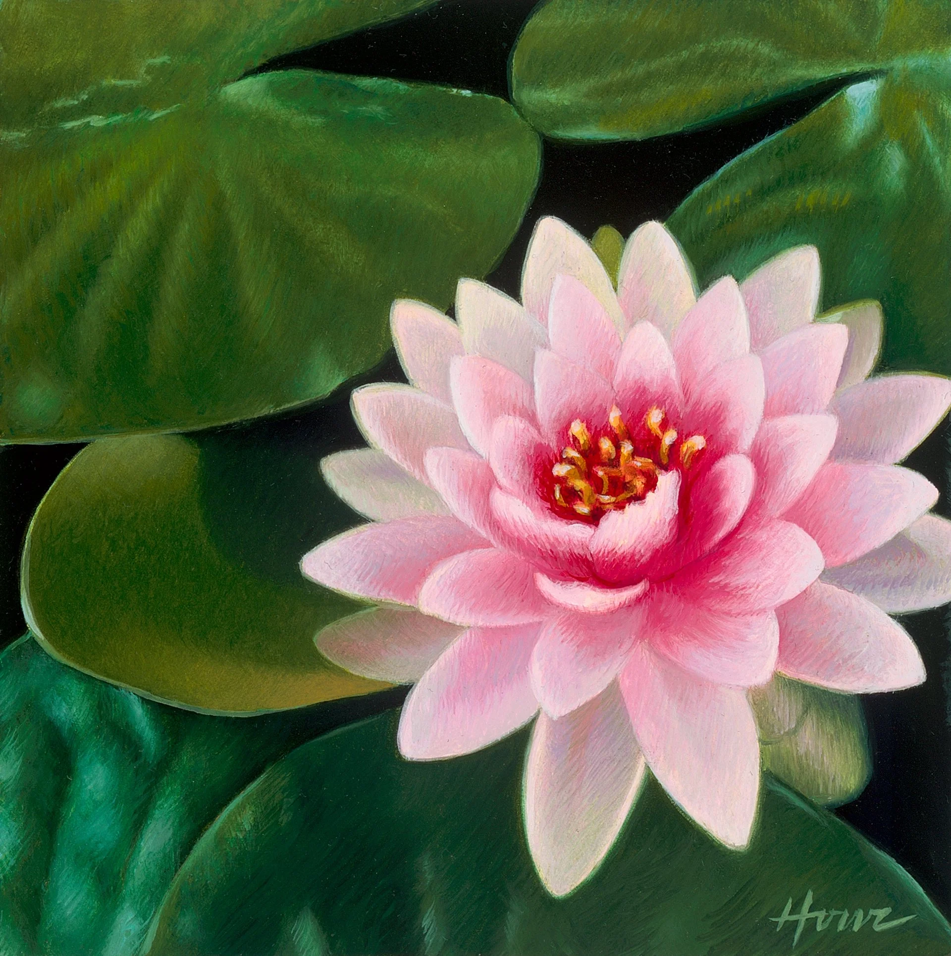 The Lotus Flower