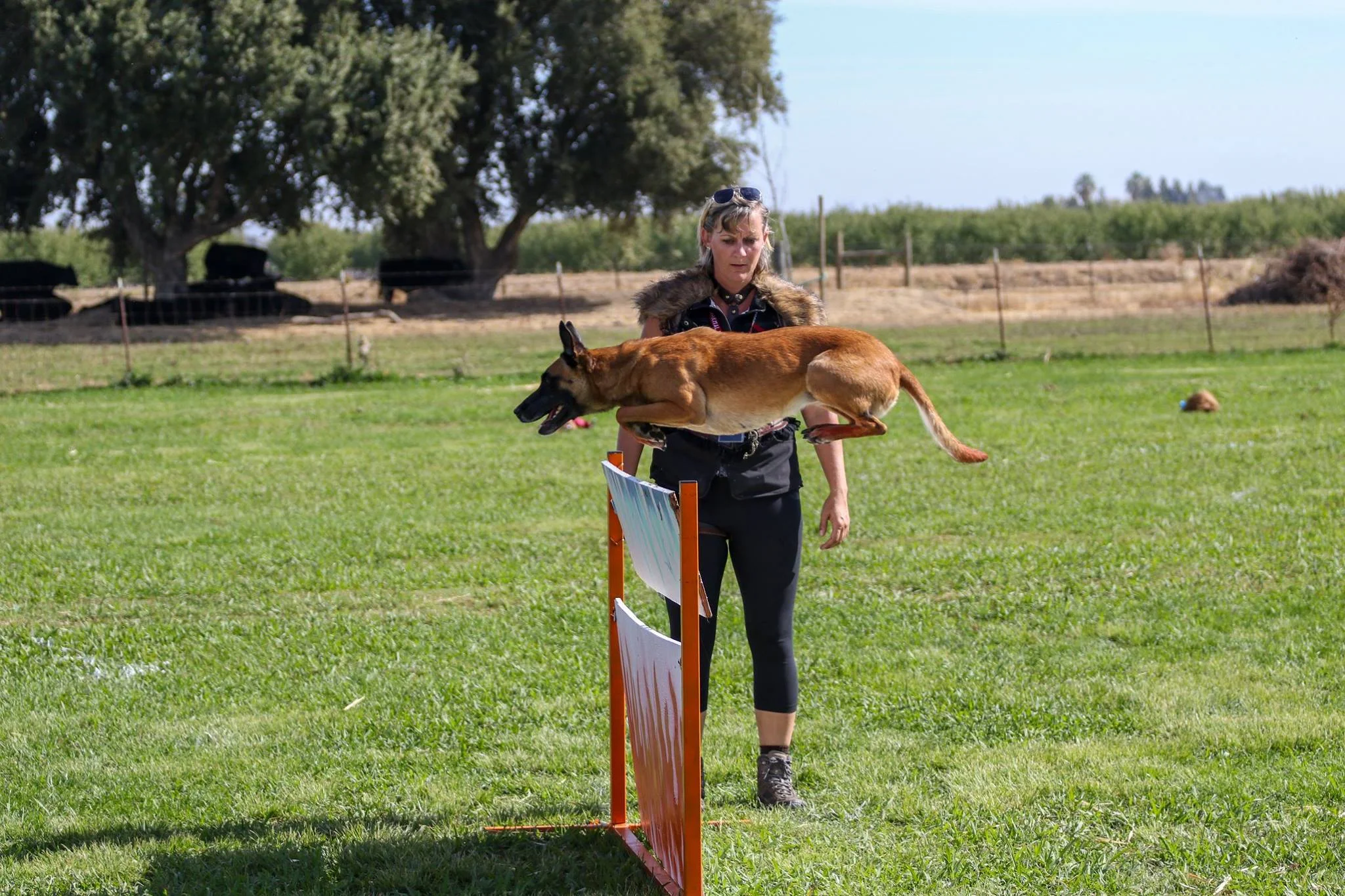 Hurdle