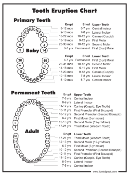 Canine Tooth Eruption Chart