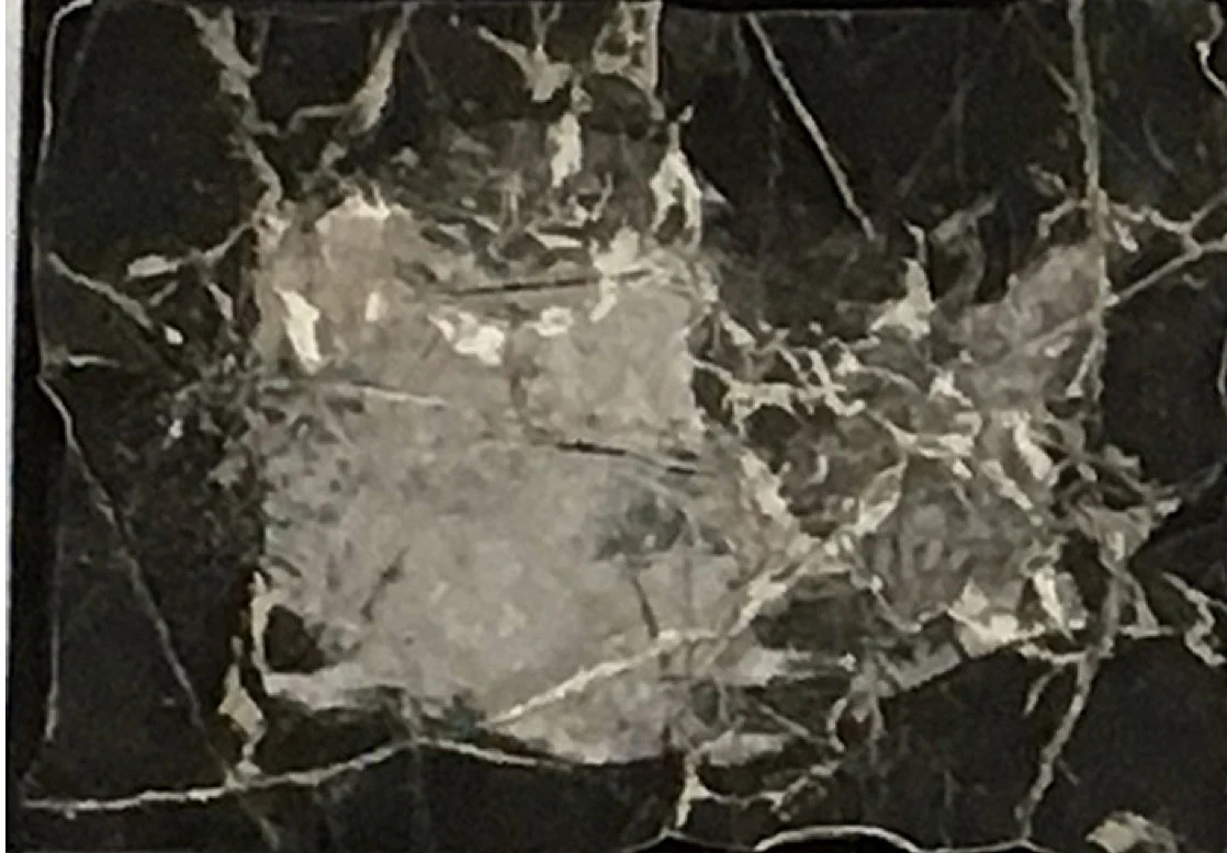 Solminihac- Bark5.jpg