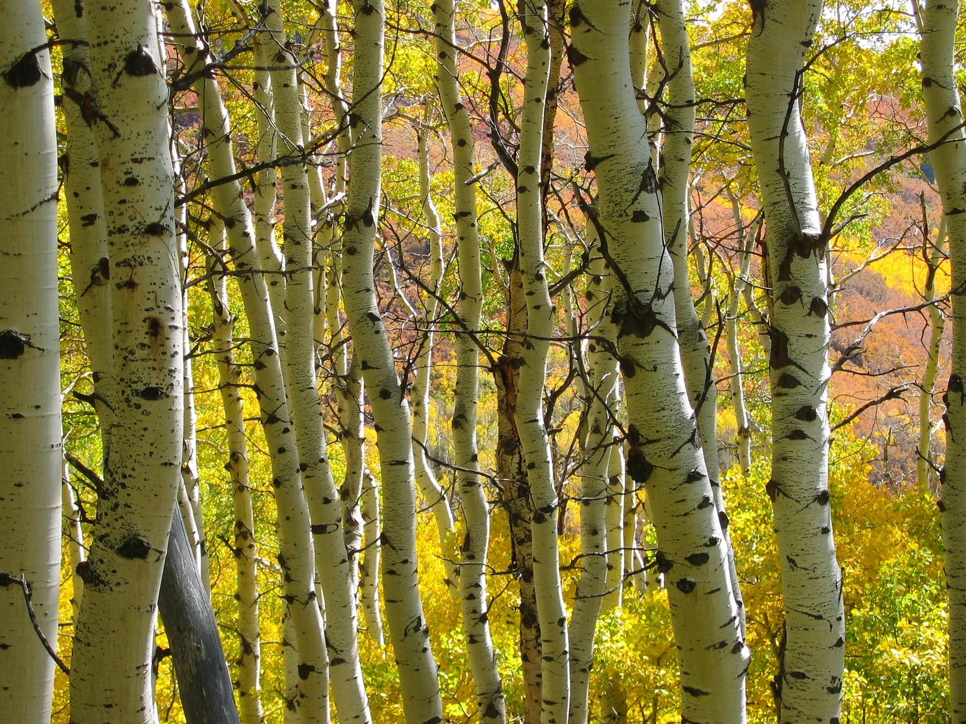 aspen-loop-trail-mt-lemmon-tucson.jpg