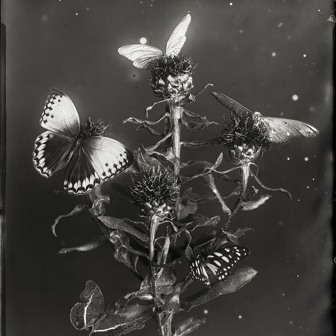   Whitney Lewis-Smith  Death of the Moth  , 2014  Archival Pigment Ink Print on 100% Cotton Rag Paper  19 x 16 in  Edition 4/20  Jennifer Kostuik Gallery 