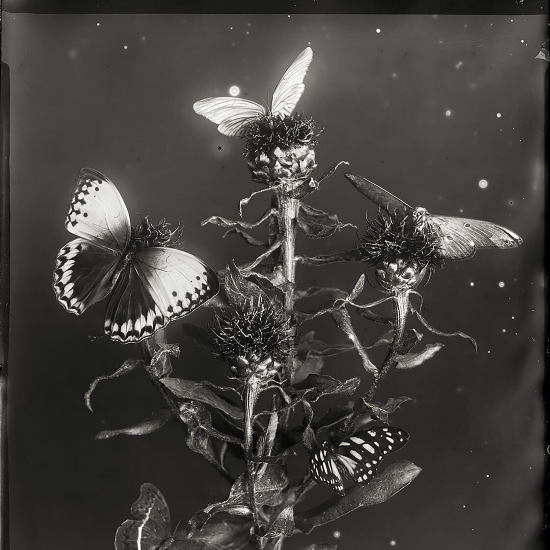   Whitney Lewis-Smith  Death of the Moth   ,  2014 Archival Pigment Ink Print on 100% Cotton Rag Paper 19 x 16 in Edition 4/20 Jennifer Kostuik Gallery 