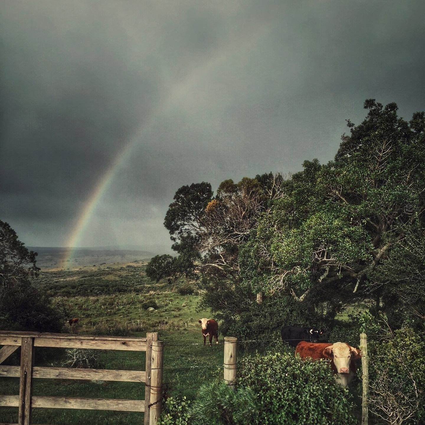 CAMPO, Garzón