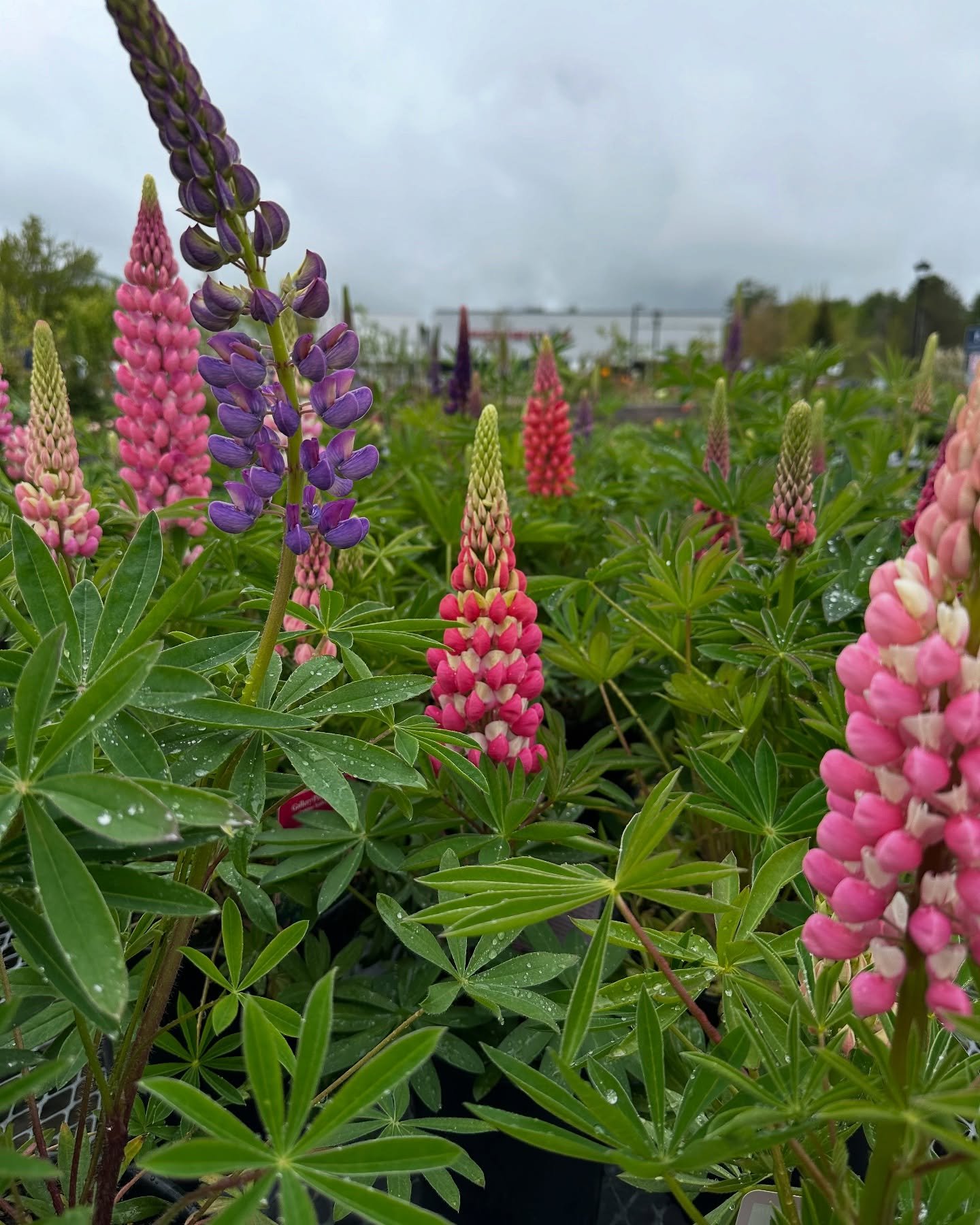 Things are really starting to pop despite the weather!! We have a ton of beautiful flowering hanging baskets as well as loads of other annuals and perennials flowers available with just a few being featured in the photos above!!
.
The weather is look