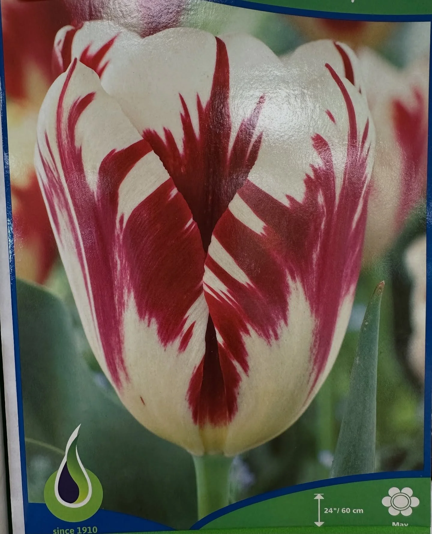 Sneak peak!! Fall bulbs are officially in don&rsquo;t forget that you have to plant fall bulbs to have beautiful colorful flowers in the early spring!!
.
A bunch of you have been eagerly awaiting the arrival of our beautiful fall bulbs and they&rsquo
