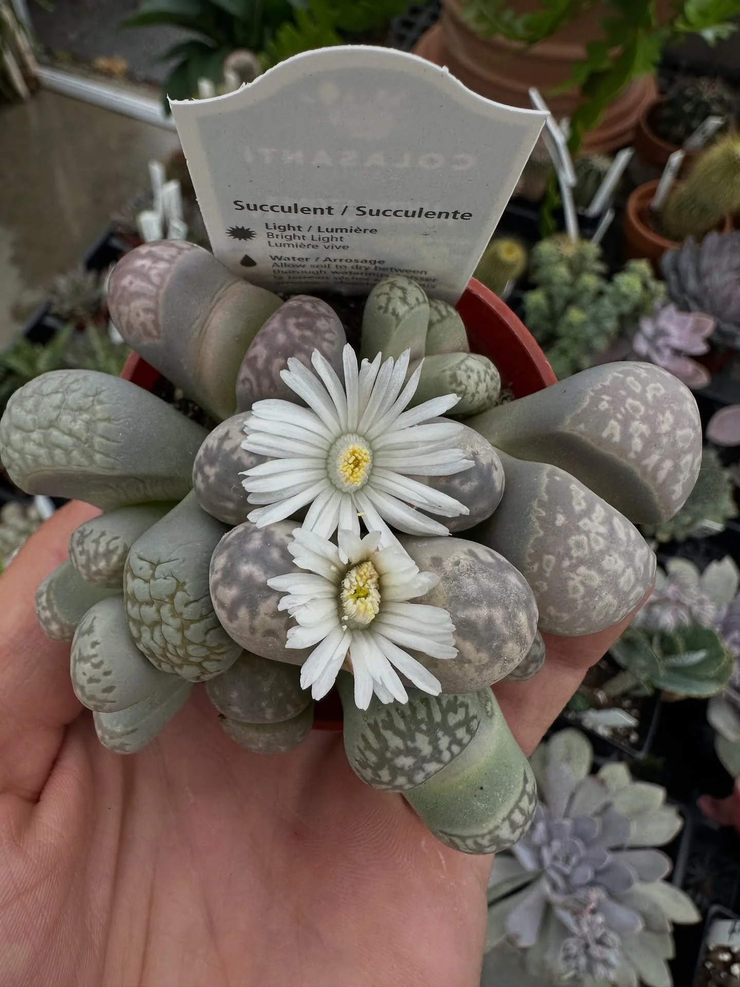 Living stones!!
.
Did you know that the days shortening along with warm days and cool nights creates the perfect recipe for plants to flush out flowers!! This is the first time we have had living stones flower for us here at AS&amp;L and it&rsquo;s p
