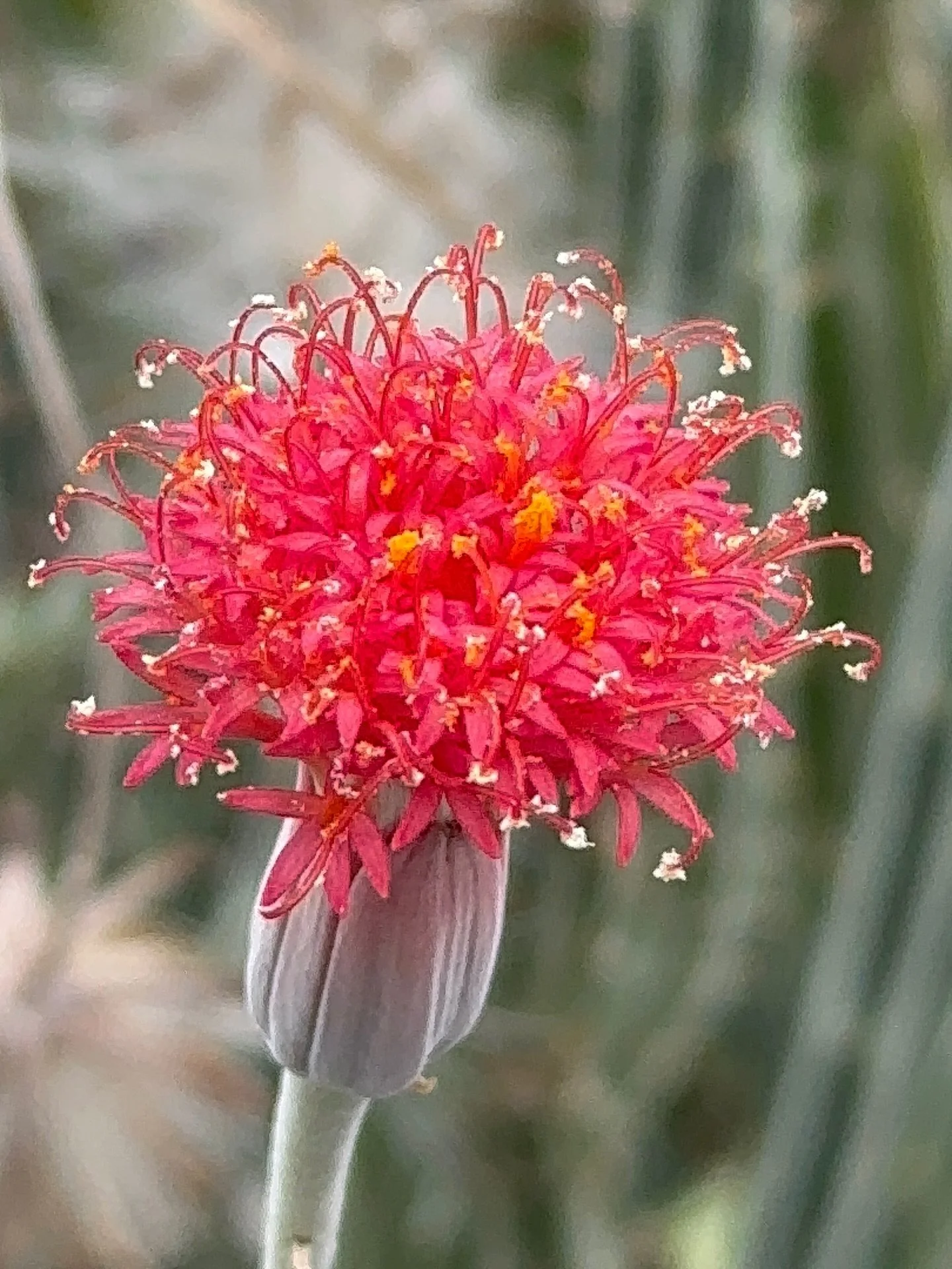Blossoms blossoms blossoms
.
One of the many cool things about plants is the flowers they produce and the different ways they attract pollinators!! We will continue on this particular subject in one of our videos soon with a fun one about the differe