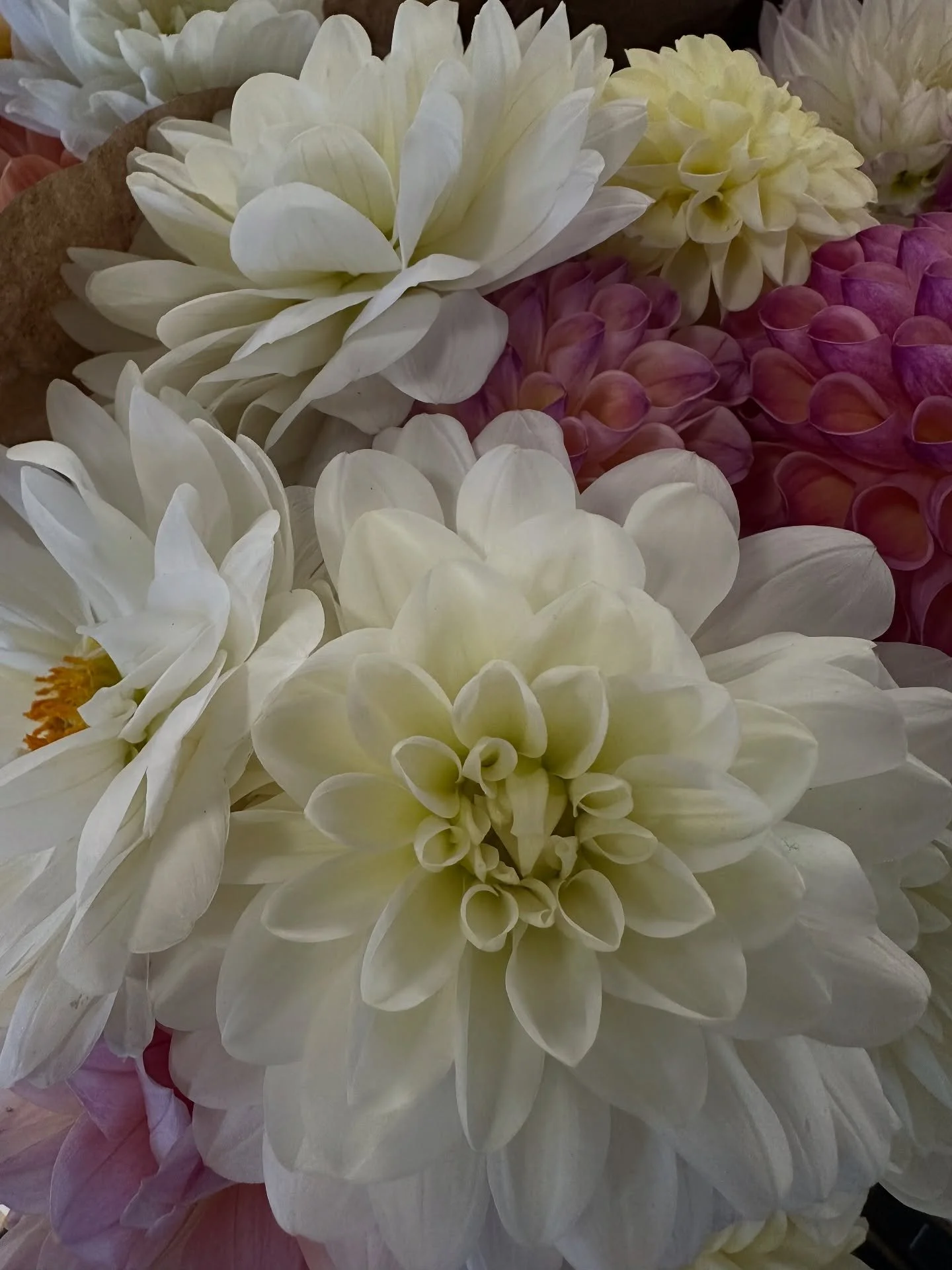 Beautiful local bouquets available!!
.
We’re open 8:00 - 5:00 and are still running our fall sale consisting of 30% off all trees, shrubs and perennials!!
.
.
.
#maine #local #locallygrownflowers #bouqet #beauty #beautifull #familyowned #family