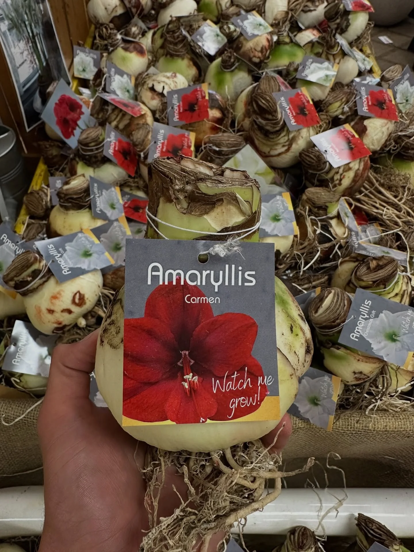 Amaryllis are officially out and available for sale!!
.
We’re happy to announce that we have our largest display of amaryllis available ever all set and ready for you all to enjoy!! Including over a dozen varieties so stop on by and check them