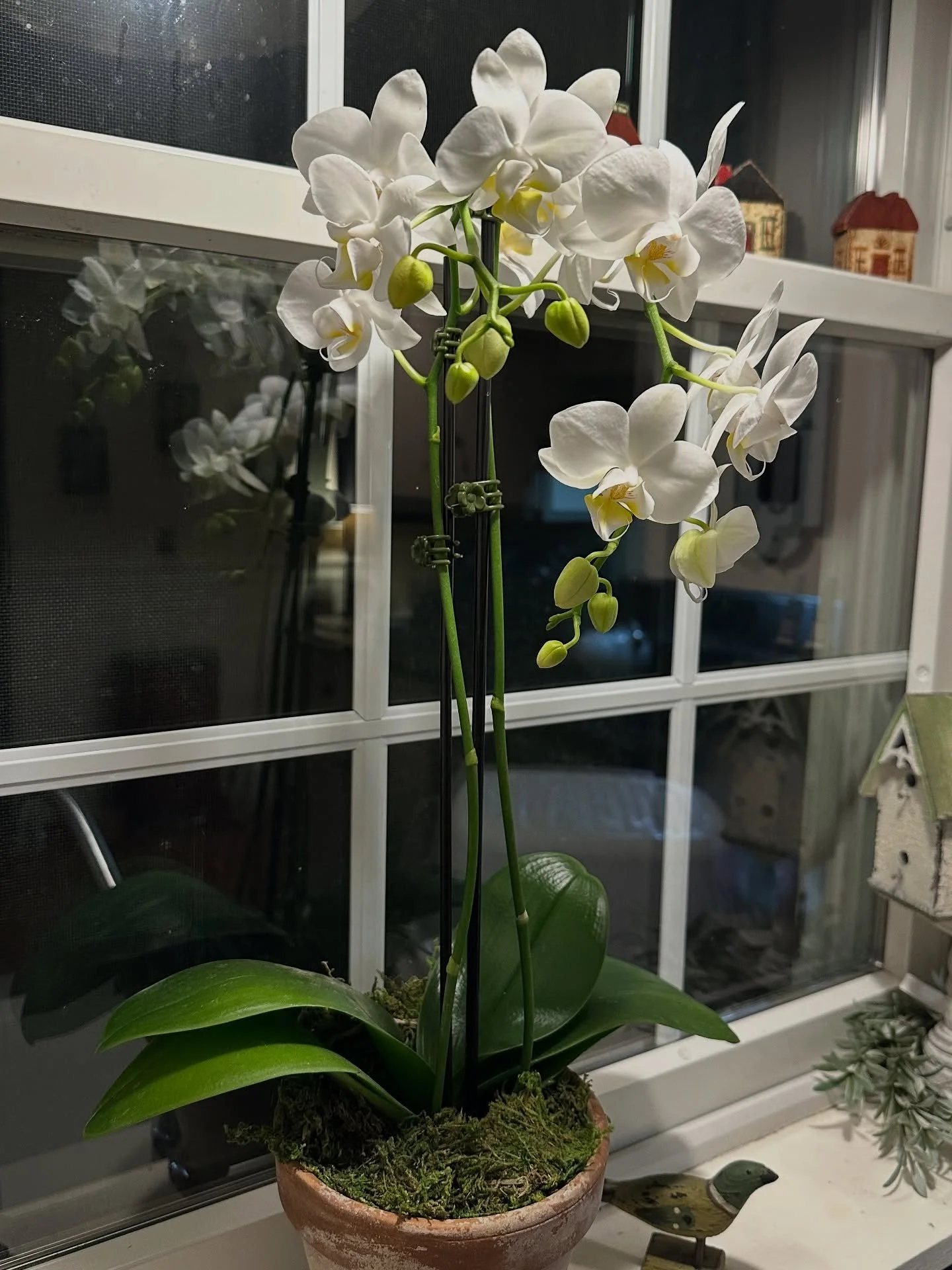 New shipment of house plants including beautiful orchids and much more!!
.
Stop on by and shop with us Monday through Saturday 8:00 - 5:00!!
.
.
.
#maine #plants #familyownedandoperated #smallbusiness #nature #beauty #natural #nature #checkthisout #s