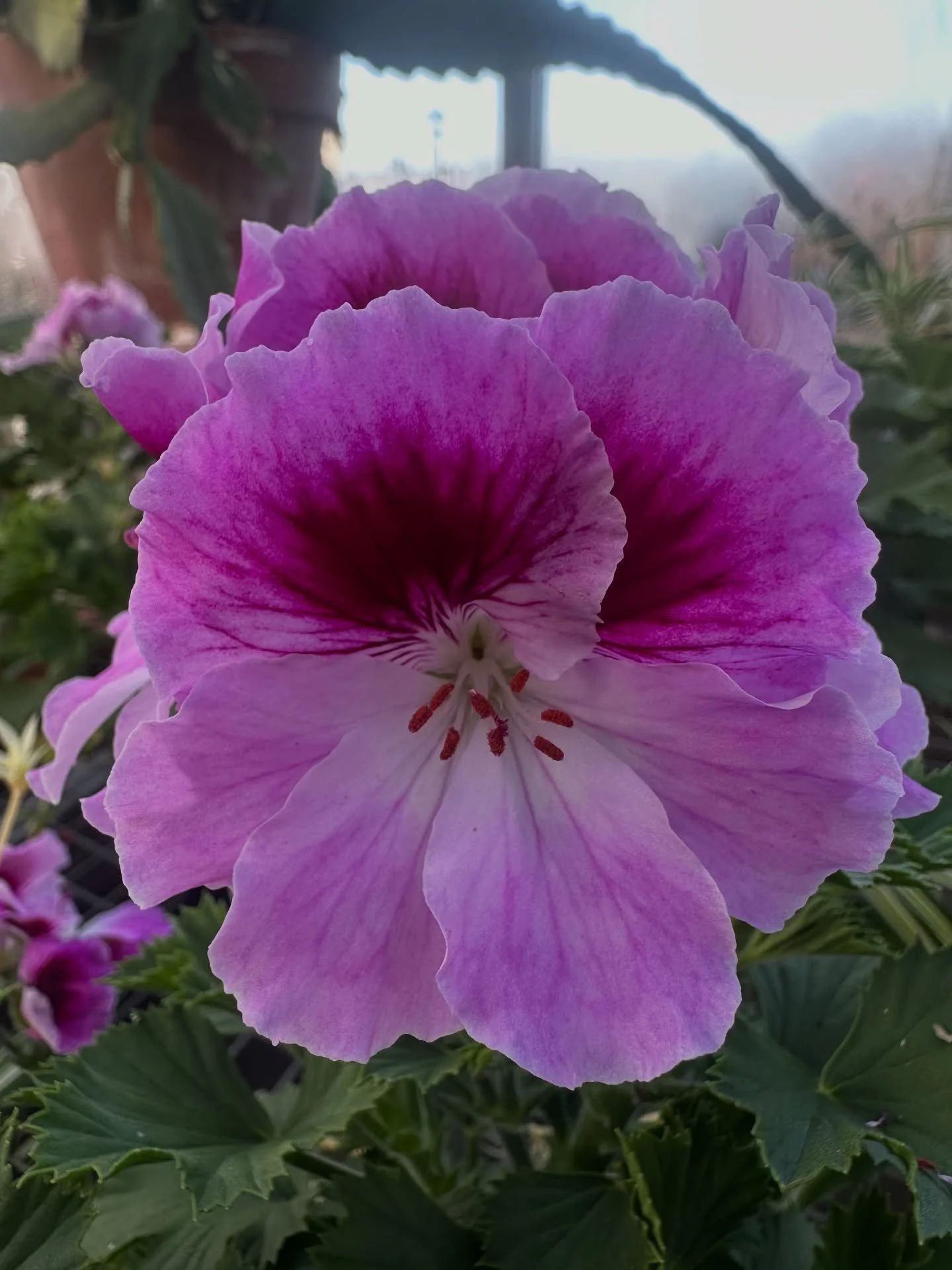 We hope you all had a happy Halloween!!
.
As the weather gets colder we continue to focusing more on indoor plants and decor. This is a small sneak peak into the shipment of plants we received last week and also to let you know we have another order 