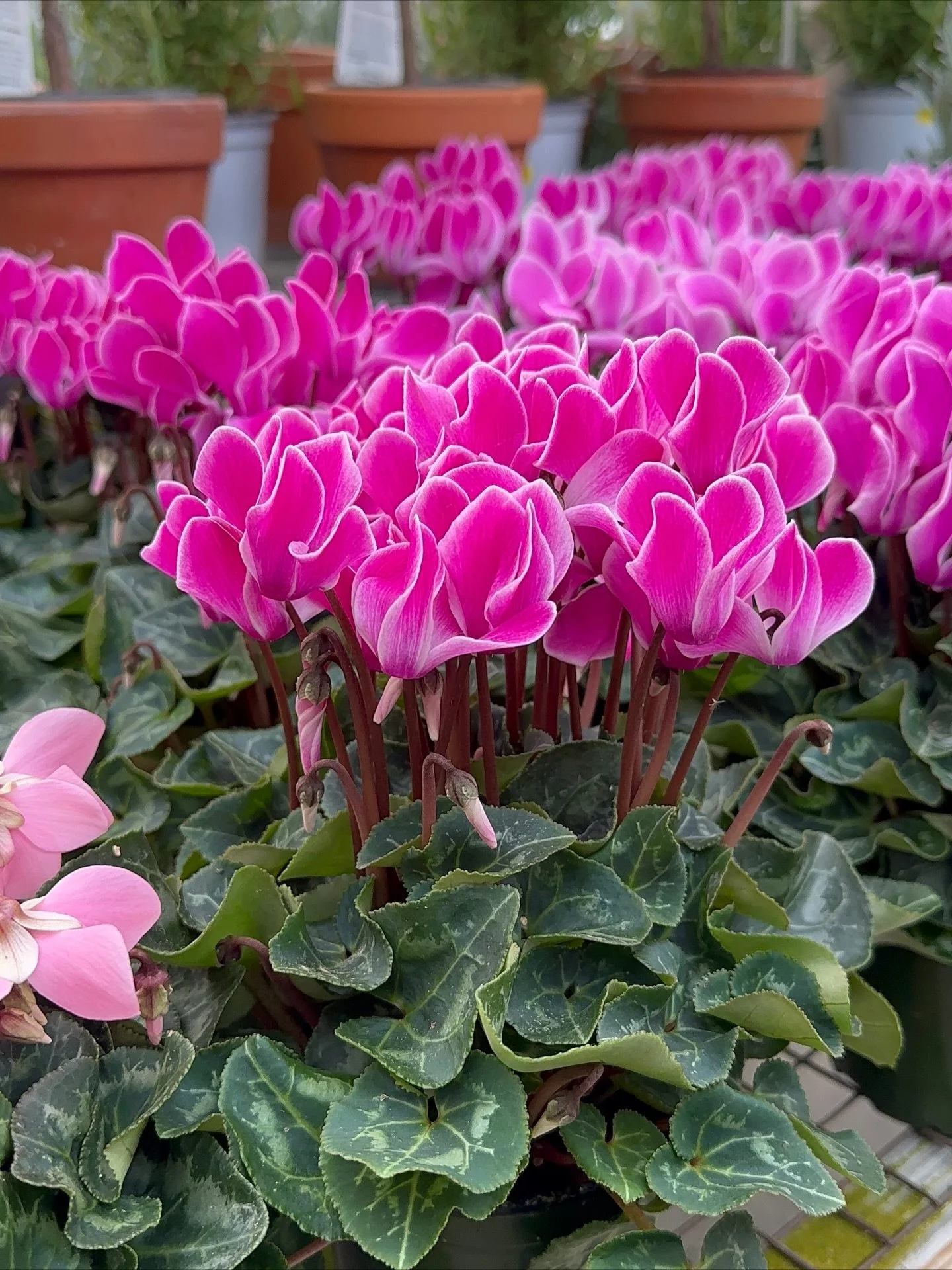 It&rsquo;s looking like a beautiful weekend!!
.
We just received another shipment of house plants this week and are stuffed full. Stop on by and shop with us tomorrow we&rsquo;ll be open 8:00 - 5:00
.
Thank you all for your continued support and don&