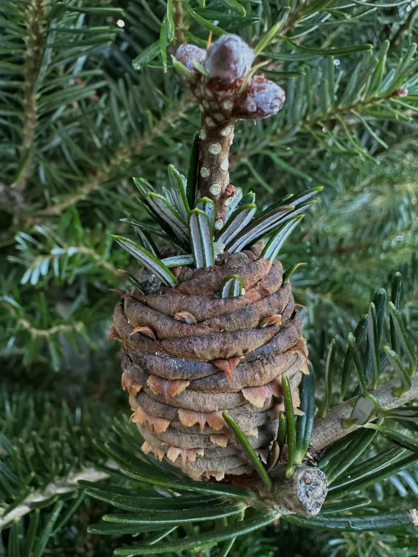 Happy Thanksgiving everyone!!
.
We hope you all enjoy the time with your family today, we&rsquo;re going to be open both tomorrow Friday 11/28 and Saturday 11/29 and we look forward to seeing you all!! 
.
Christmas trees are all in and ready to go as