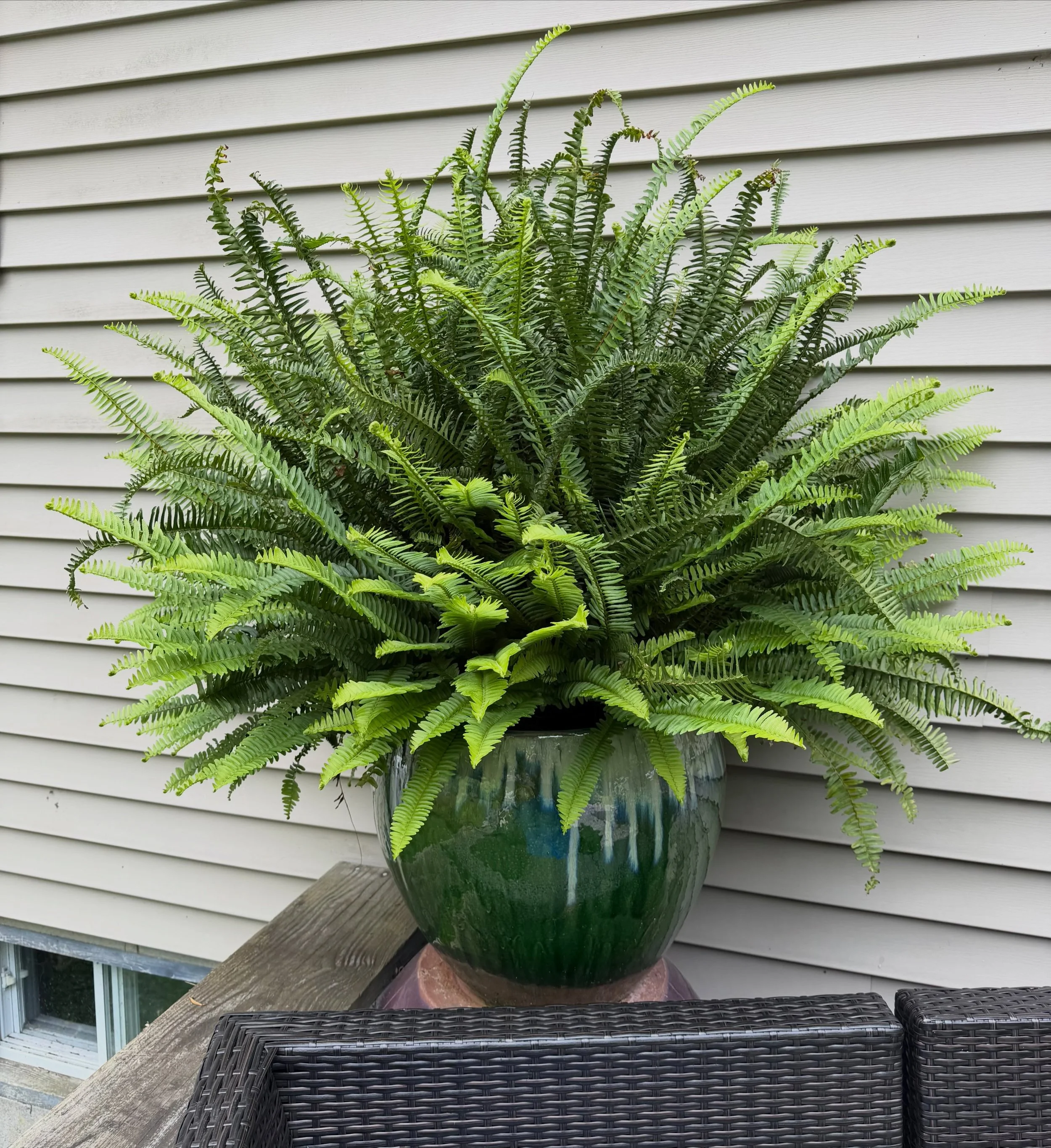 Check out how nicely this fern has grown in so far this season and how beautiful it looks in one of our glazed pots! 
.
Don&rsquo;t forget we have one of the largest selections of glazed pots around with tons of unique styles and colors. So stop on b