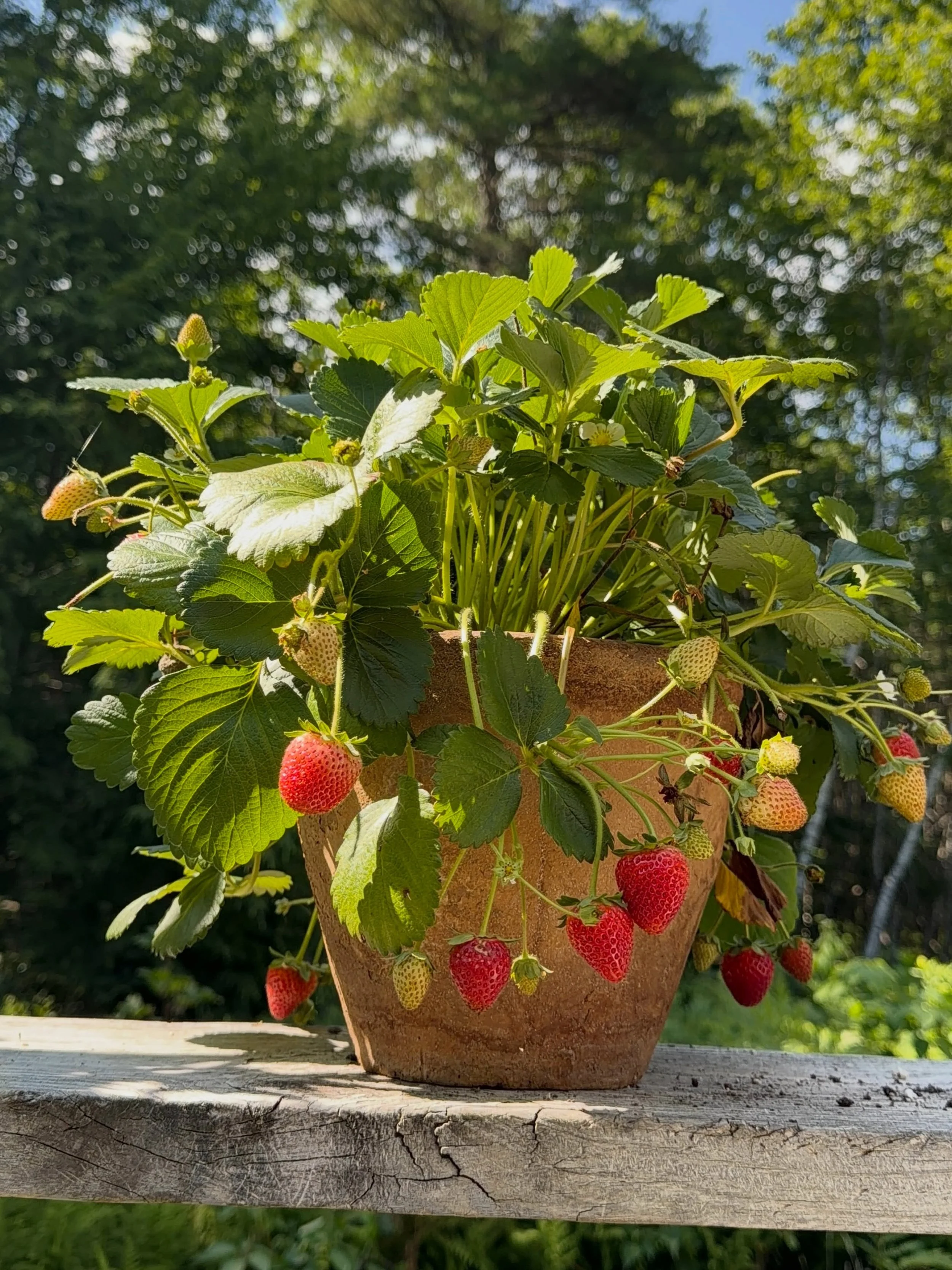 Growing strawberries is a great way to get you and your kids into gardening, they&rsquo;re easy to grow and fun to watch develop!
.
We&rsquo;re truly thankful for all the continued support you all have shown us throughout the years and we hope you al