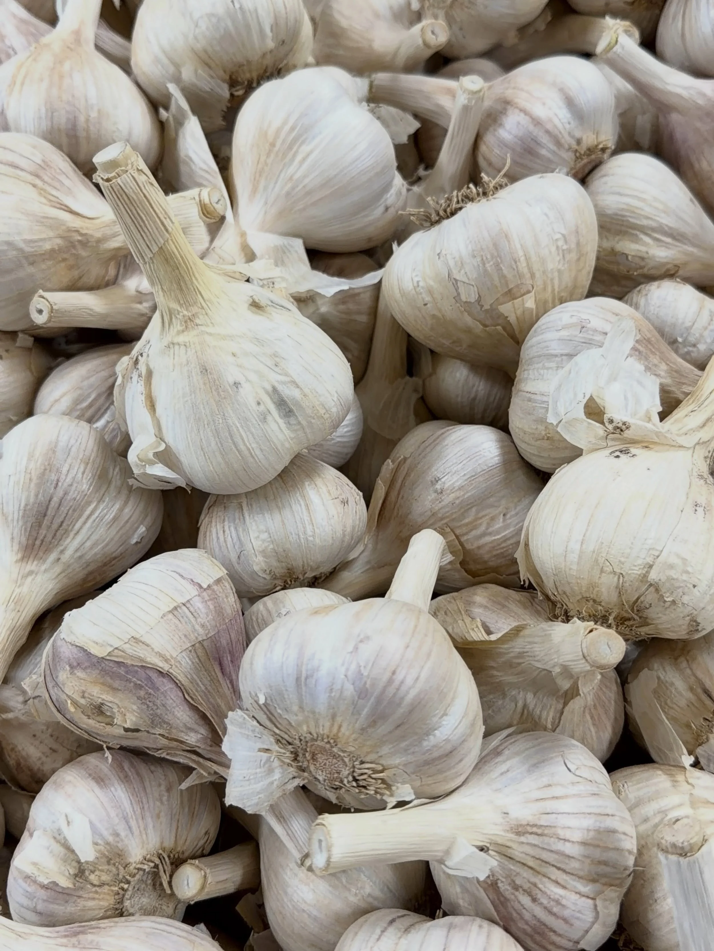 Seed Garlic has officially arrived! Garlic is one of the easiest crops to grow, requiring extremely low maintenance and very little work overall!
.
We&rsquo;re happy to announce that our seed garlic is available! Our garlic is an extremely popular it